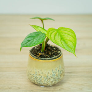 Philodendron sodiroi baby