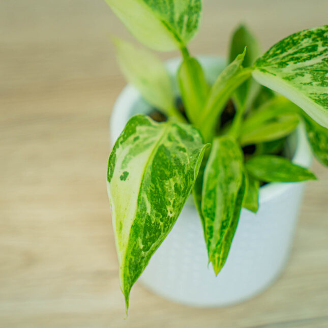 Mała Szklarnia Mała Szklarnia