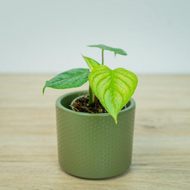 Mała Szklarnia Mała Szklarnia