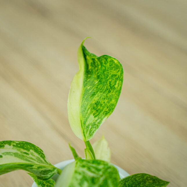 Mała Szklarnia Mała Szklarnia