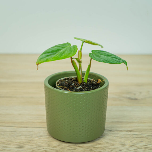 Mała Szklarnia Mała Szklarnia