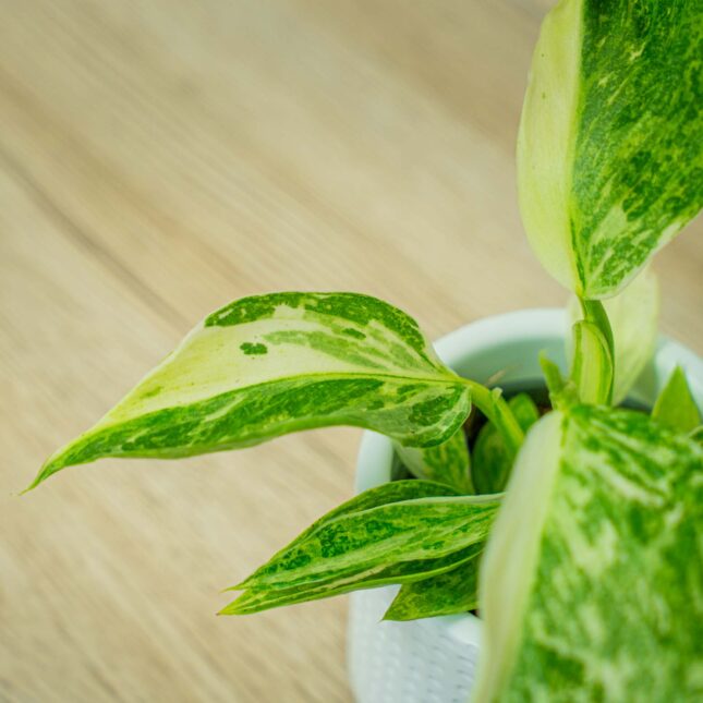 Mała Szklarnia Mała Szklarnia