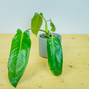 Philodendron spiritus sancti