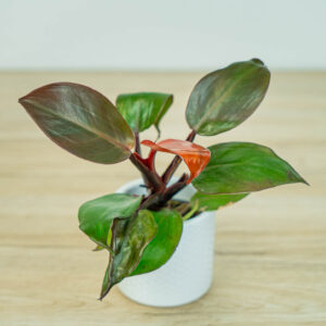 Philodendron cherry red baby