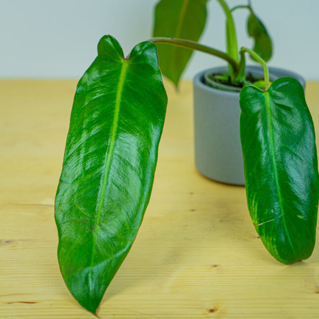 Mała Szklarnia Mała Szklarnia