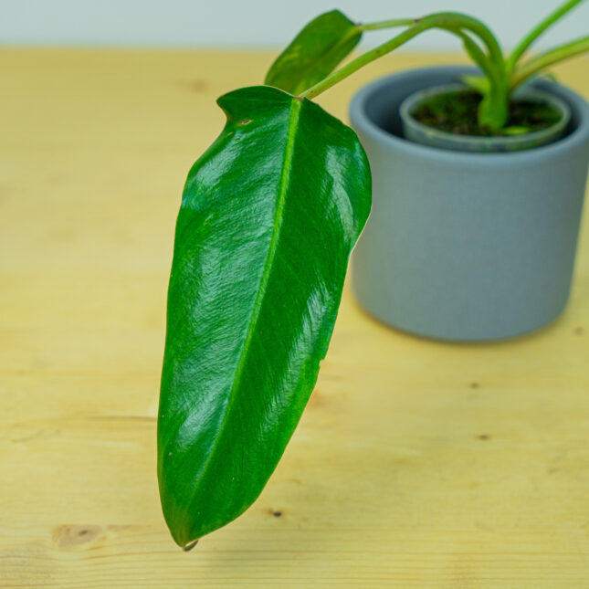 Mała Szklarnia Mała Szklarnia