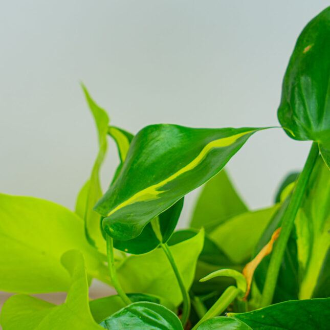 Mała Szklarnia Mała Szklarnia