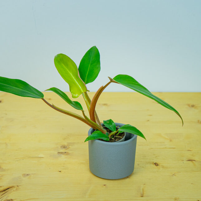 Philodendron mexicanum