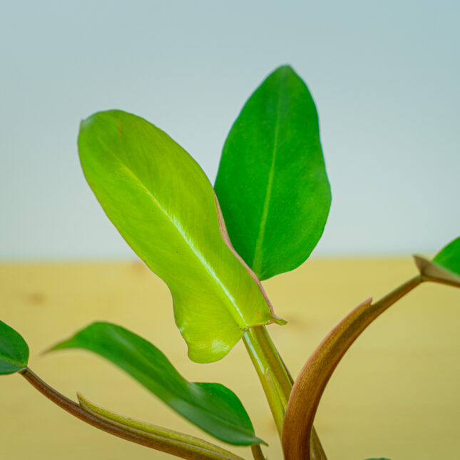 Mała Szklarnia Mała Szklarnia