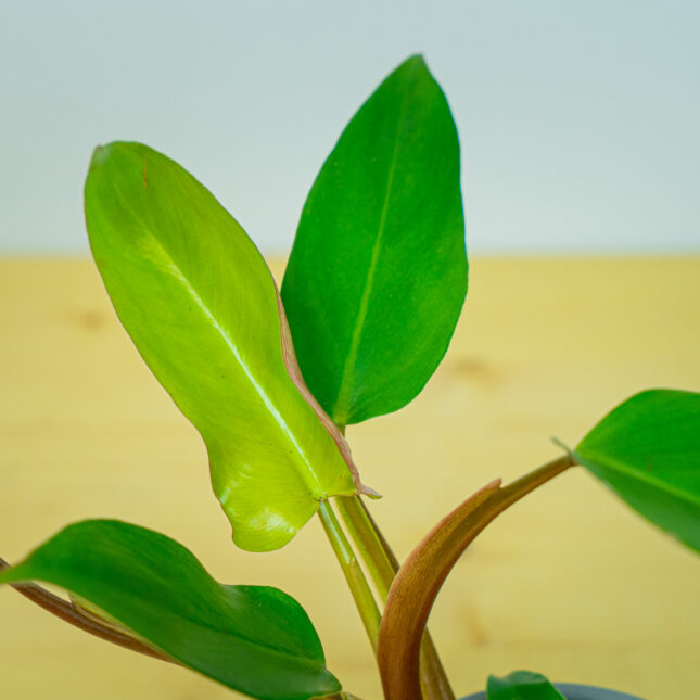 Mała Szklarnia Mała Szklarnia