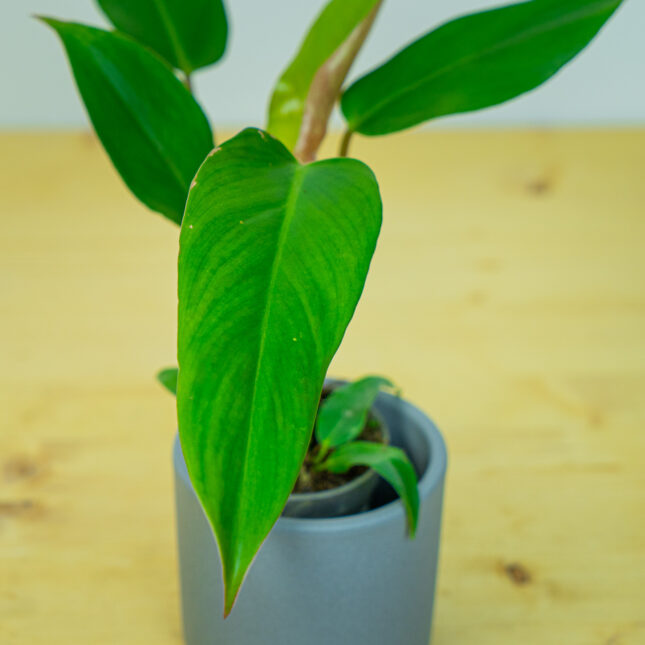 Mała Szklarnia Mała Szklarnia