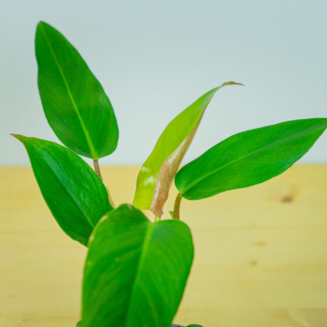 Mała Szklarnia Mała Szklarnia