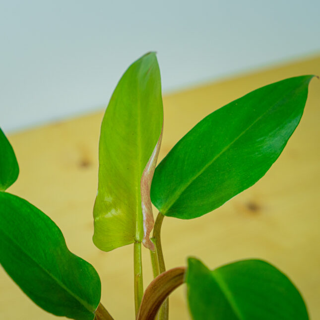 Mała Szklarnia Mała Szklarnia