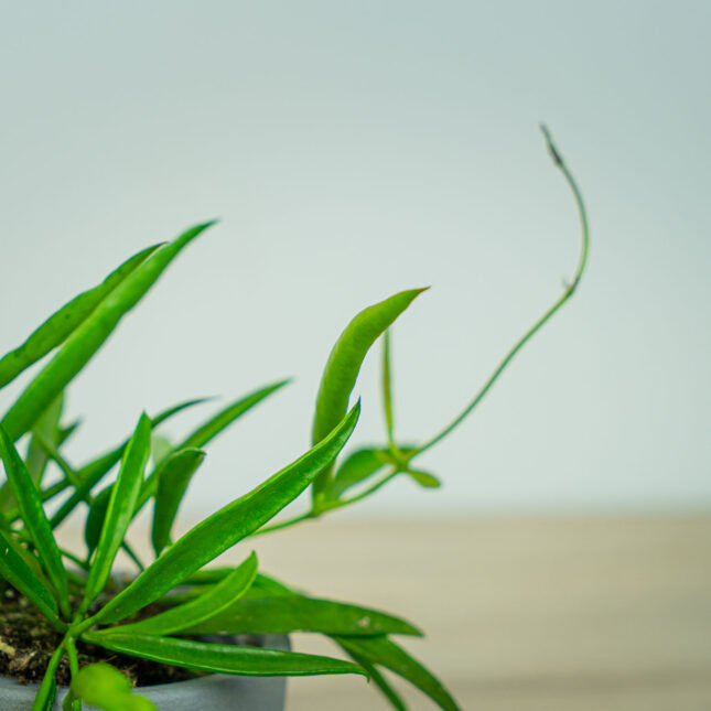 Mała Szklarnia Mała Szklarnia