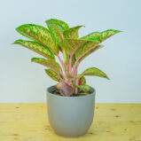 Aglaonema painted celebration