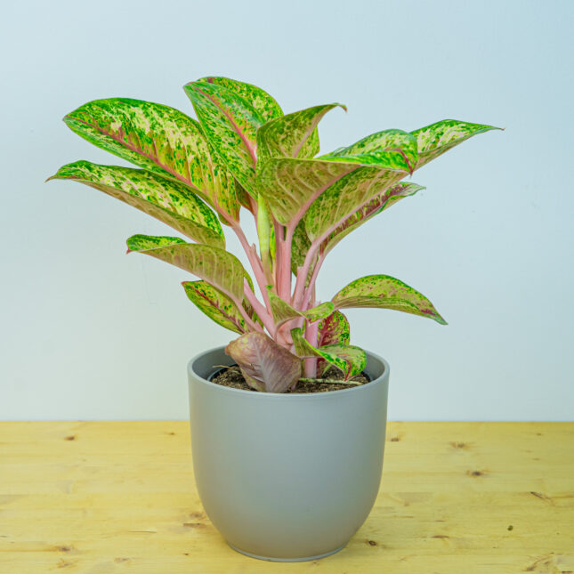 Aglaonema painted celebration