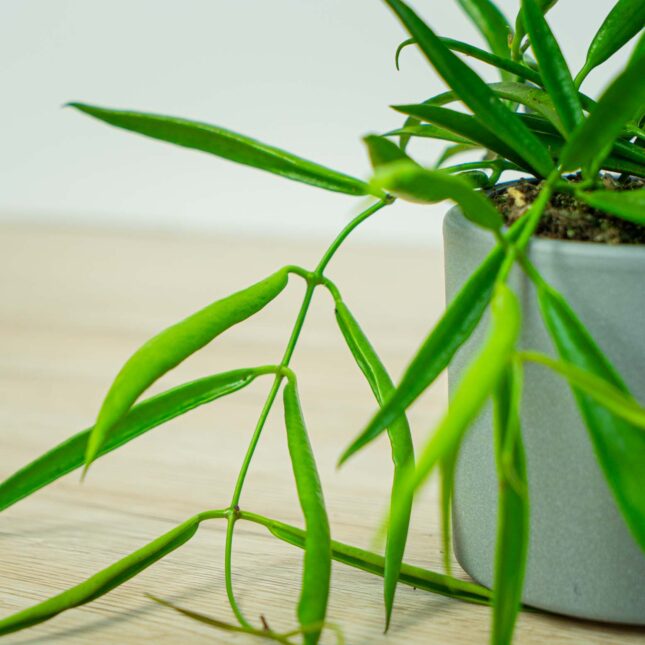 Mała Szklarnia Mała Szklarnia