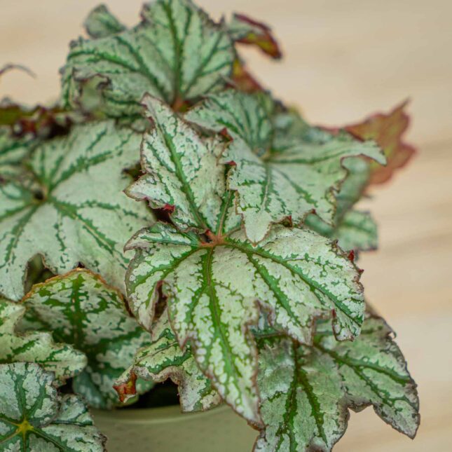 Mała Szklarnia Mała Szklarnia