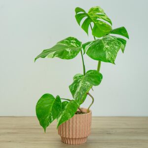 Monstera deliciosa variegata