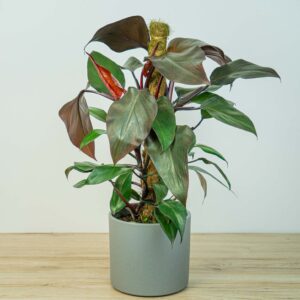 Philodendron erubescens royal queen (na paliku)