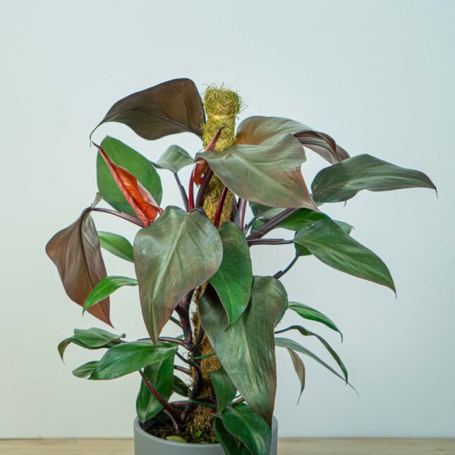 Mała Szklarnia Mała Szklarnia