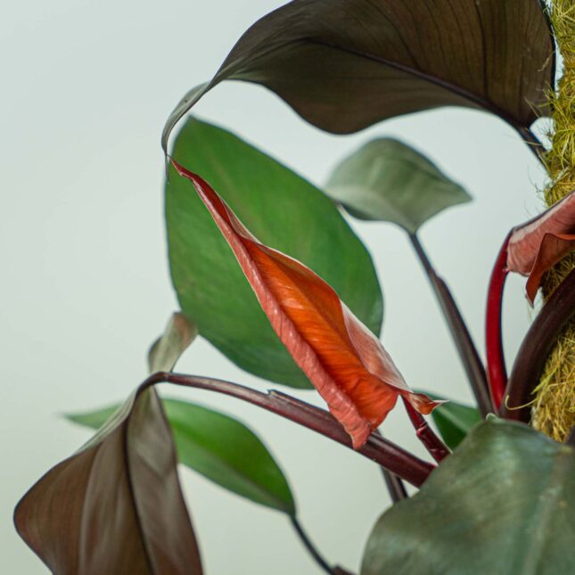 Mała Szklarnia Mała Szklarnia