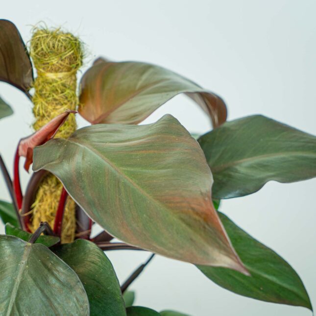 Mała Szklarnia Mała Szklarnia