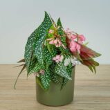 Begonia white ice