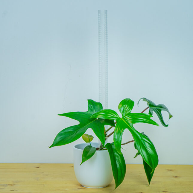 Mała Szklarnia Mała Szklarnia