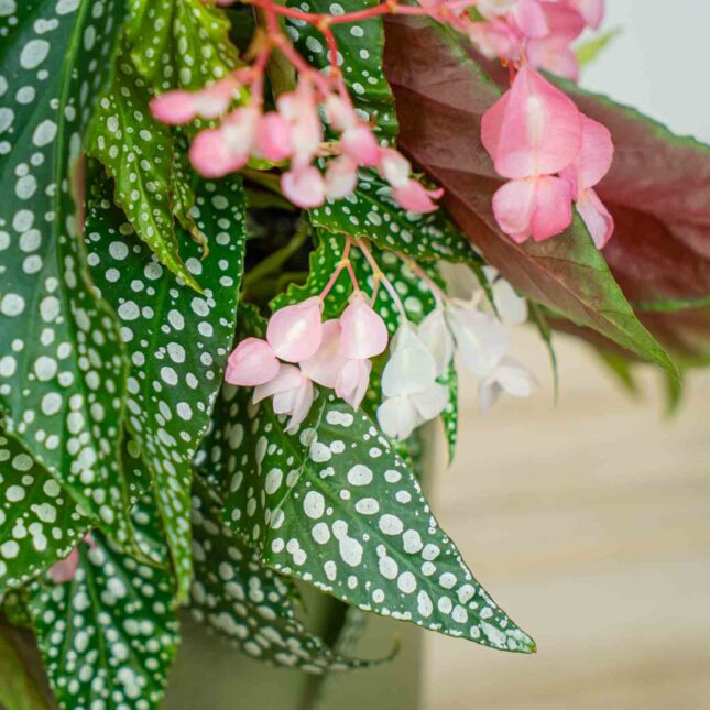 Mała Szklarnia Mała Szklarnia