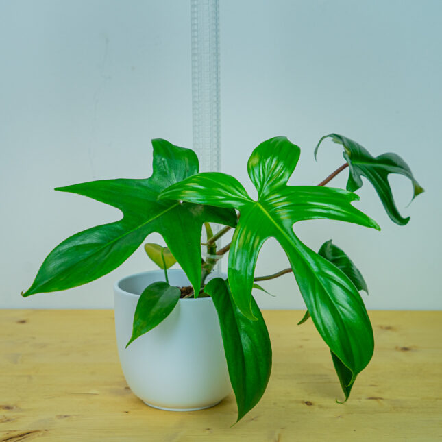 Mała Szklarnia Mała Szklarnia