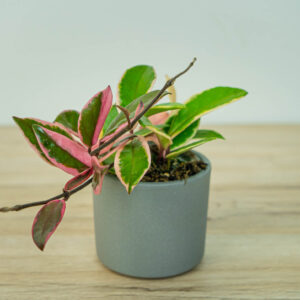 Hoya flamingo dream