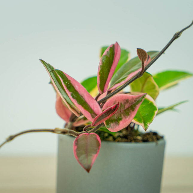 Mała Szklarnia Mała Szklarnia