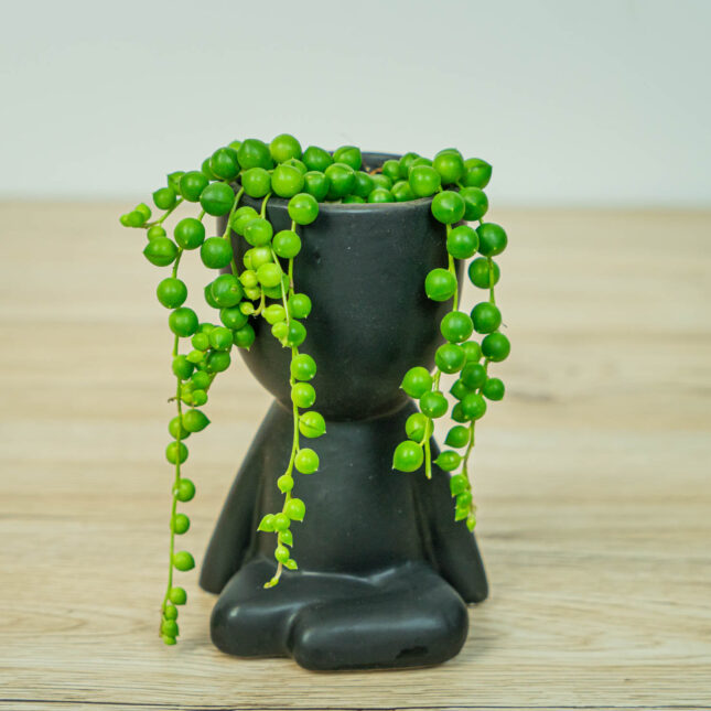 Mała Szklarnia Mała Szklarnia