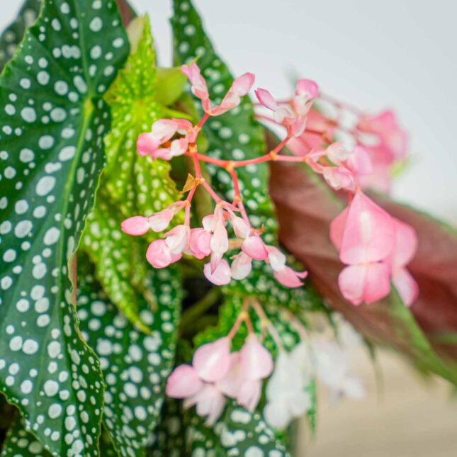 Mała Szklarnia Mała Szklarnia