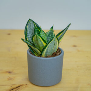 Sansevieria trifasciata hahnii silver zebra