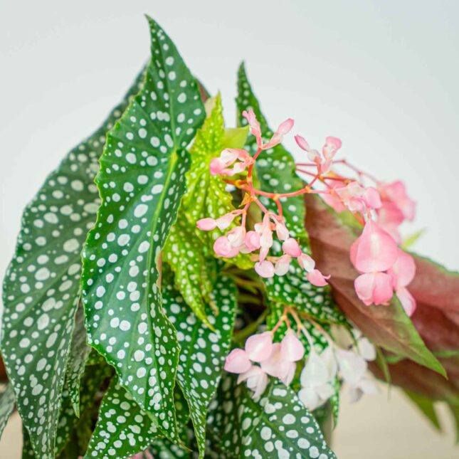 Mała Szklarnia Mała Szklarnia