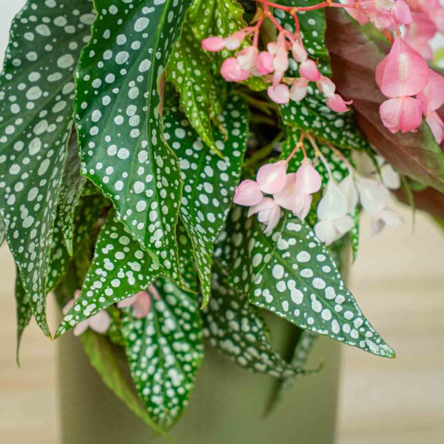 Mała Szklarnia Mała Szklarnia