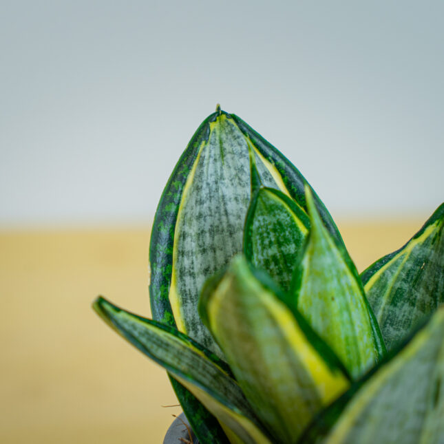 Mała Szklarnia Mała Szklarnia