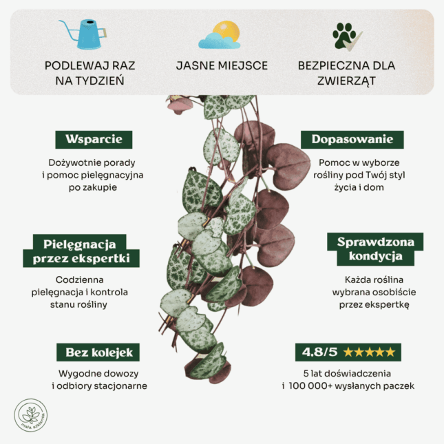 Ceropegia woodii-min Ceropegia woodii-min