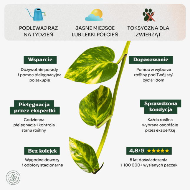 Epipremnum złociste-min Epipremnum złociste-min