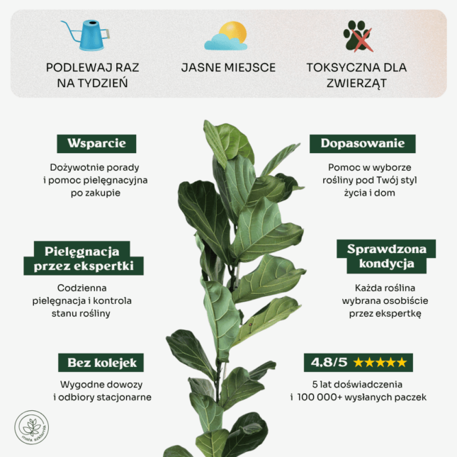 Fikus lyrata-min Fikus lyrata-min