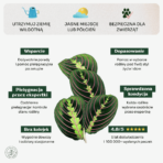 Maranta-min