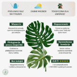 Monstera deliciosa-min