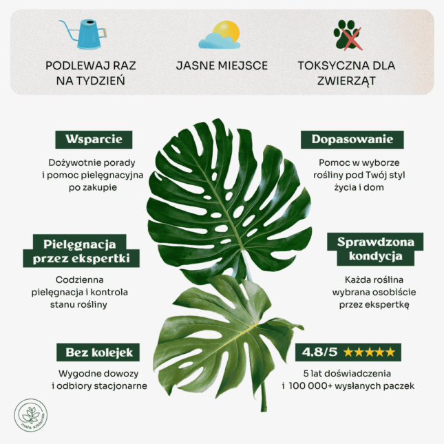 Monstera deliciosa-min Monstera deliciosa-min