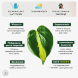 Philodendron scandens brasil-min