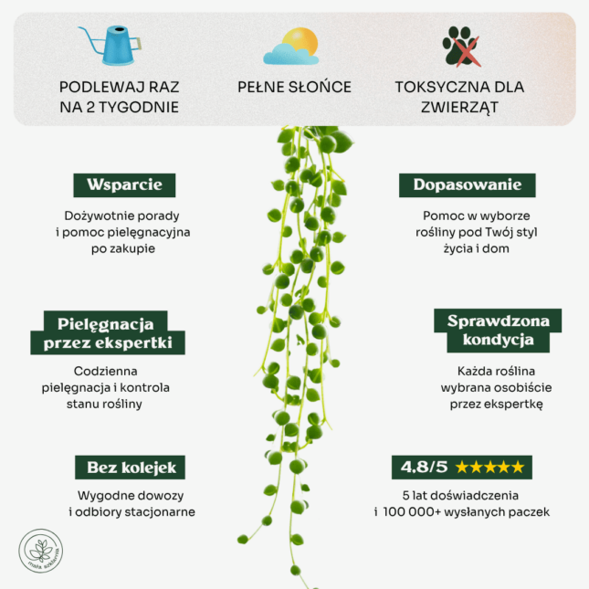 Senecio rowleyanus-min Senecio rowleyanus-min