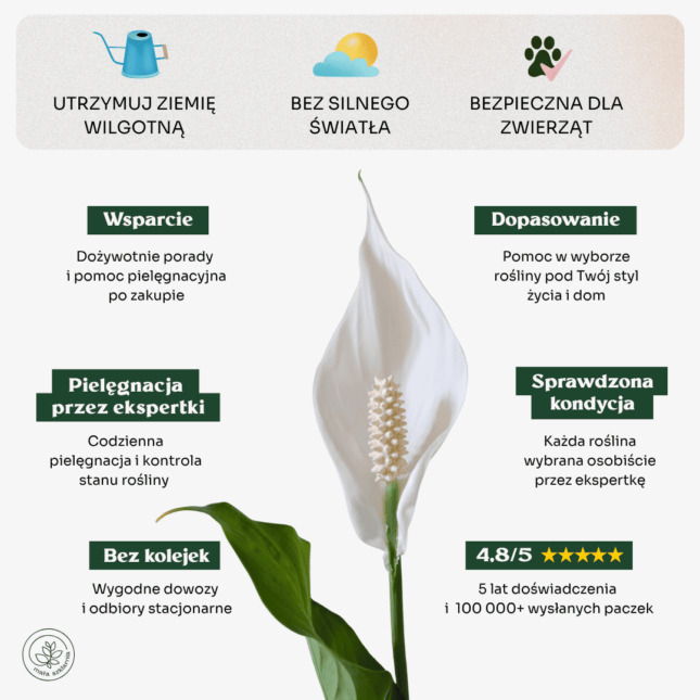 Skrzydłokwiat-min Skrzydłokwiat-min