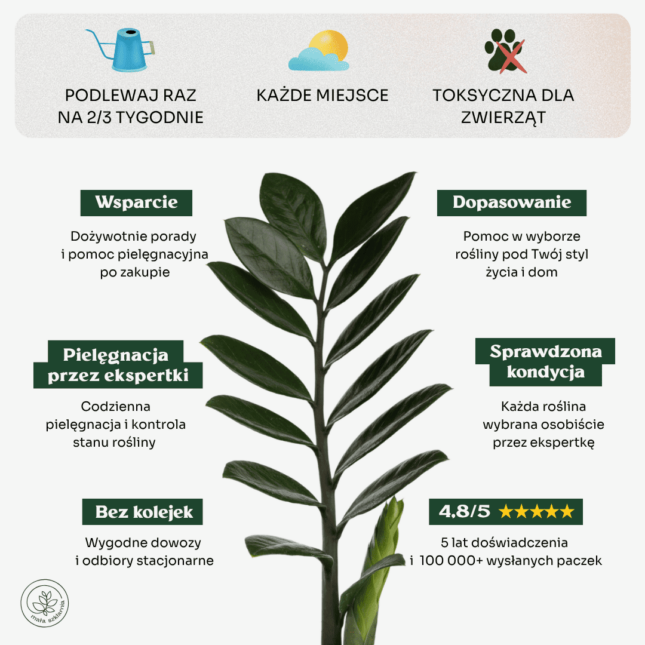 Zamiokulkaas-min Zamiokulkaas-min