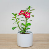 Róża pustyni (adenium obesum)